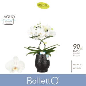 Phalaenopsis white more Ripsen Balletto Wing 2 spike in Abruzzo Black Aquo
(4 Plants/Order)(12cmP 40cmH)