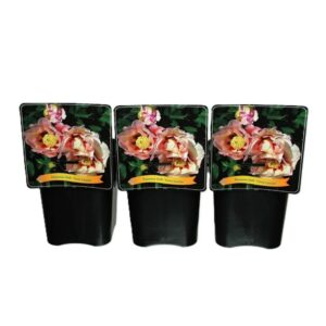 Paeonia (Itoh Grp) Cora Louise Paeonia Itoh 'Cora Louise' C5
(1 Plants/Order)(21cmP 35cmH)