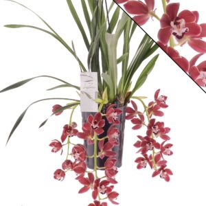 Cymbidium Prem 3-4 spike
(6 Plants/Order)(14cmP 60cmH)