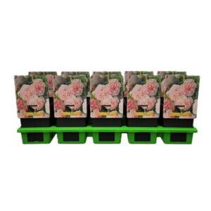 Alcea Alcea rosea 'Double Rose' P11
(10 Plants/Order)(11cmP 25cmH)