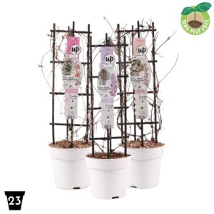 Clematis Montana Clematis montana mix P23 op Rack
(1 Plants/Order)(23cmP 90cmH)