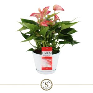 Anthurium (Andreanum Grp) Livium Re Schaal Napoli 20cm Livium Red
(4 Plants/Order)(20cmP 45cmH)