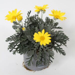 Euryops Silver Star Euryops pectinatus p10,5
(15 Plants/Order)(10.5cmP 22cmH)