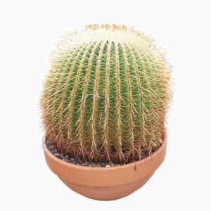 Echinocactus grusonii Echinocactus grusonii 45 cm
(1 Plants/Order)(45cmP 45cmH)