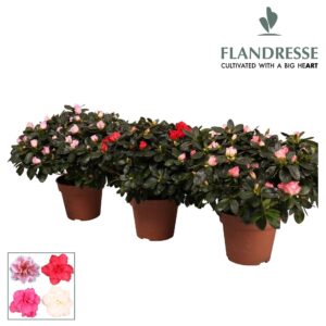 Rhododendron mix Azalea Flandresse® 'gemengd' 37 - 40 cm
(5 Plants/Order)(16cmP 40cmH)