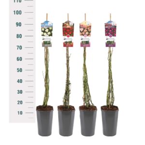 Rosa Rosa 'Mix' - Klim - C3rp - Rambler
(6 Plants/Order)(19cmP 70cmH)