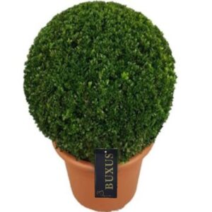 Buxus other Buxus sempervirens ball p30 (t) 40-45 ©
(1 Plants/Order)(30cmP 40cmH)