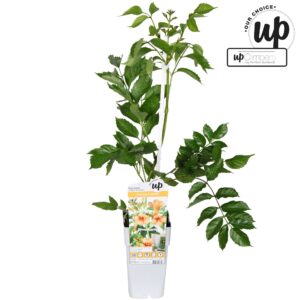 Campsis Indian Summer Campsis Indian Summer P15
(10 Plants/Order)(15cmP 65cmH)