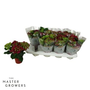 Hydrangea Hi Fire Hydrangea macr. 10cm red 3+bloem
(8 Plants/Order)(10cmP 22cmH)