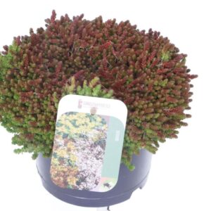 Sedum acre Sedum acre
(1 Plants/Order)(17cmP 20cmH)