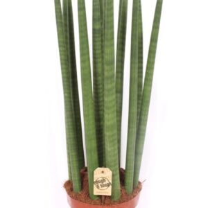 Sansevieria Cylindrica Sansevieria Straight
(1 Plants/Order)(21cmP 75cmH)