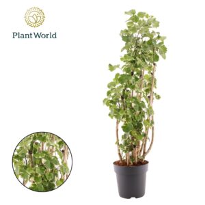 Polyscias Balfourii Polyscias Balfouriana busch
(1 Plants/Order)(27cmP 140cmH)
