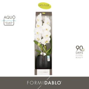 Phalaenopsis white more Ripsen Formidablo Niagara Falls in Abruzzo Black Aquo Showdoos
(1 Plants/Order)(12cmP 70cmH)