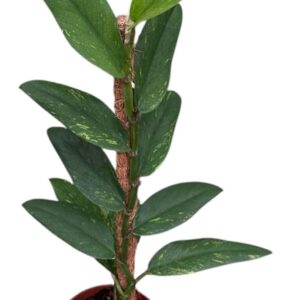 other plants Rhaphidophora Elliptica Aurea
(9 Plants/Order)(10.5cmP 40cmH)