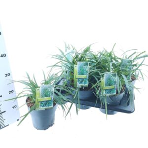 Carex morrowii Carex morrowii 'Irish Green'
(1 Plants/Order)(17cmP 25cmH)