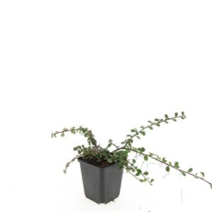 Cotoneaster procumbens Queen of Ca Cotoneaster pr. 'Queen of Carpets'
(12 Plants/Order)(9cmP 15cmH)