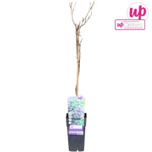 Wisteria floribunda Multijuga Wisteria floribunda Black Dragon P15
(10 Plants/Order)(15cmP 70cmH)