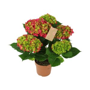 Hydrangea Hi Tornado Hydrangea red 5/6 flowers
(6 Plants/Order)(14cmP 40cmH)
