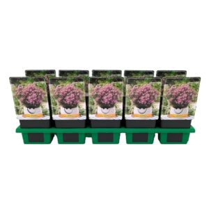 Coreopsis rosea American Dream Coreopsis rosea 'American Dream' P11
(10 Plants/Order)(11cmP 25cmH)