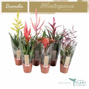 Tillandsia mixed Tillandsia mixed
(10 Plants/Order)(12cmP 50cmH)
