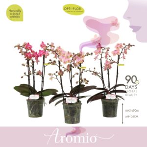 Phalaenopsis Multiflora Aromio mix 3 spike
(10 Plants/Order)(12cmP 35cmH)