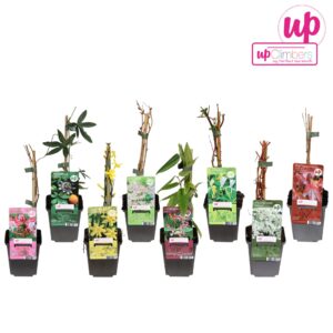 Klimplanten Klimplanten mix tray budget P9
(12 Plants/Order)(9cmP 35cmH)