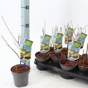 Acer palmatum Orange Dream Acer pal. 'Orange Dream'
(12 Plants/Order)(10.5cmP 35cmH)