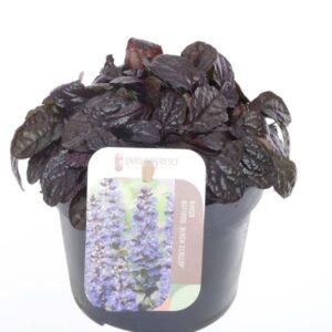 Ajuga Ajuga reptans Black Scallop
(8 Plants/Order)(13cmP 15cmH)