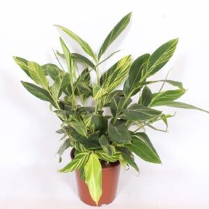 Alpinia Variegata Alpinia zerumbet 'Variegata'
(1 Plants/Order)(27cmP 90cmH)
