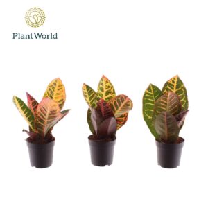 Codiaeum Petra Croton Petra kopstek 7 cm
(28 Plants/Order)(7cmP 20cmH)