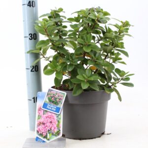 Escallonia Escallonia laevis Pink Elle ('Lades'PBR)
(1 Plants/Order)(19cmP 45cmH)
