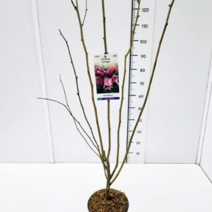 Corylus Corylus maxima 'Juningia' 80-100C5
(1 Plants/Order)(23cmP 100cmH)