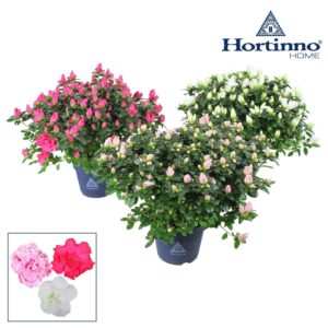Rhododendron Hortinno mix Hortinno® Home 'Classic Collection' 35 - 37 cm
(6 Plants/Order)(15cmP 35cmH)