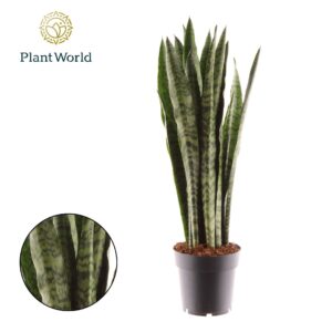 Sansevieria zeylanica Sansevieria Zeylanica
(9 Plants/Order)(14cmP 55cmH)