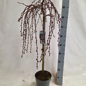 Salix caprea Kilmarnock salix caprea kilmarnock 60 cm
(1 Plants/Order)(19cmP 80cmH)