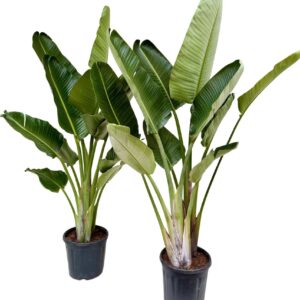 Strelitzia nicolai Strelitzia nicolai P28 2PP
(1 Plants/Order)(28cmP 170cmH)