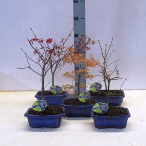 Bonsai Acer mix 20 cm, 3 species, without driptray
(4 Plants/Order)(20cmP 30cmH)