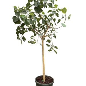 Ficus Moclame Ficus petiolaris P49
(1 Plants/Order)(49cmP 230cmH)