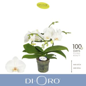 Phalaenopsis white more Ripsen Dioro Prestige 2 spike
(3 Plants/Order)(12cmP 50cmH)