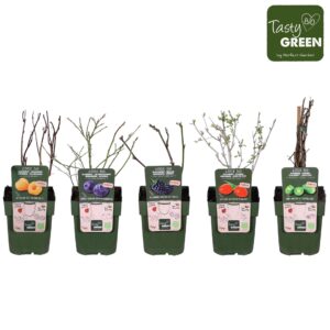 fruit trees and -heesters ov fruit mix tray bio exclusief P13
(10 Plants/Order)(13cmP 30cmH)
