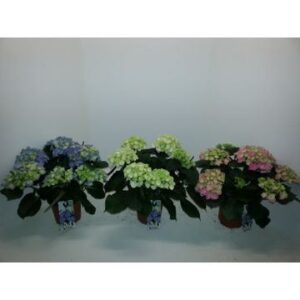Hydrangea Hydrangea mixed white pink blue
(6 Plants/Order)(15cmP 40cmH)