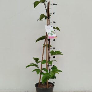 Passiflora Passieflora edulis
(1 Plants/Order)(19cmP 90cmH)