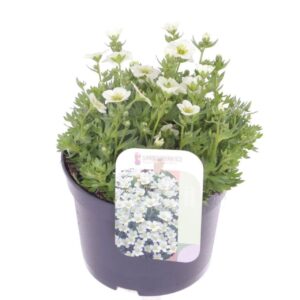 Saxifraga Alpino White Saxifraga Alpino white
(8 Plants/Order)(13cmP 20cmH)
