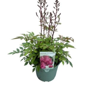 Astilbe Younique Pink Astilbe 'Younique Pink'
(1 Plants/Order)(17cmP 40cmH)