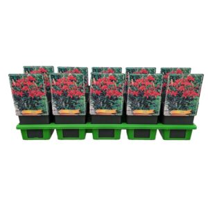 Lilium Lilium 'El Grado' P11
(10 Plants/Order)(11cmP 25cmH)