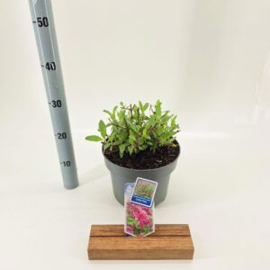 Buddleja Butterfly Candy Little Pin Buddleja d. Butt. Candy® Little Pink ('BotEx 005'PBR)
(1 Plants/Order)(23cmP 35cmH)