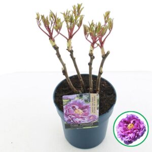 Paeonia suffruticosa Paeonia suffruticosa Lavender C3 (19cm.)
(1 Plants/Order)(19cmP 40cmH)