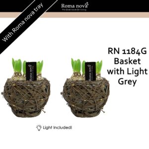 Hyacinthus Arrangement 1184G - Basket with Light Grey (Hyacint)
(6 Plants/Order)(17cmP 18cmH)
