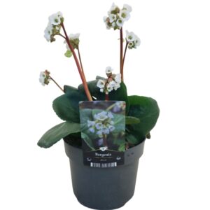 Bergenia Bergenia Jelle
(6 Plants/Order)(17cmP 35cmH)