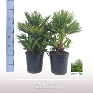 Chamaerops humilis Chamaerops humilis
(1 Plants/Order)(22cmP 80cmH)